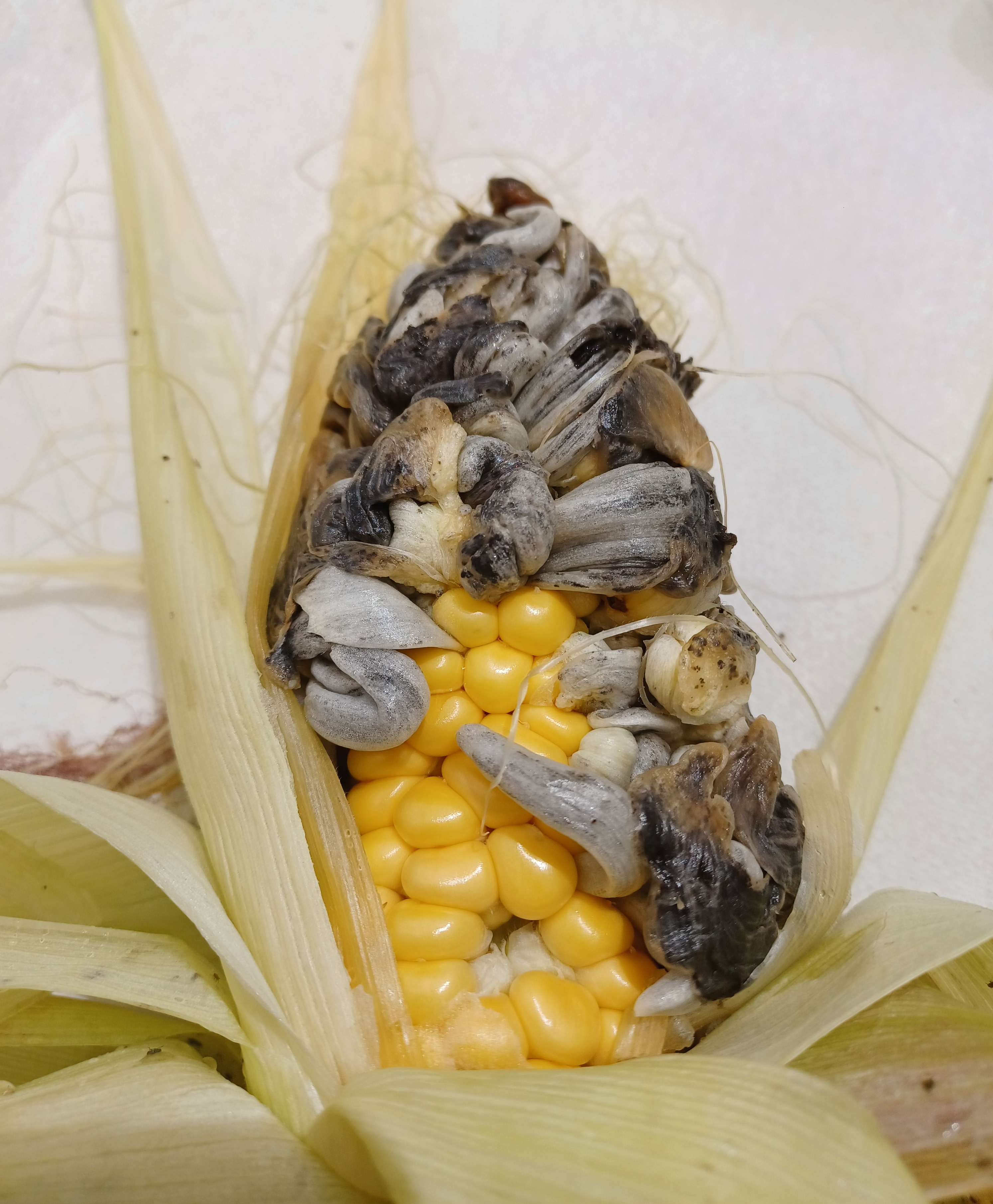 U. maydis-infected corn 