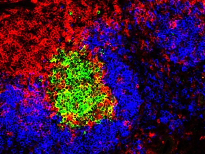 germinal centres