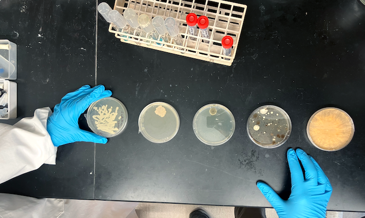 Petri dishes growing fungi