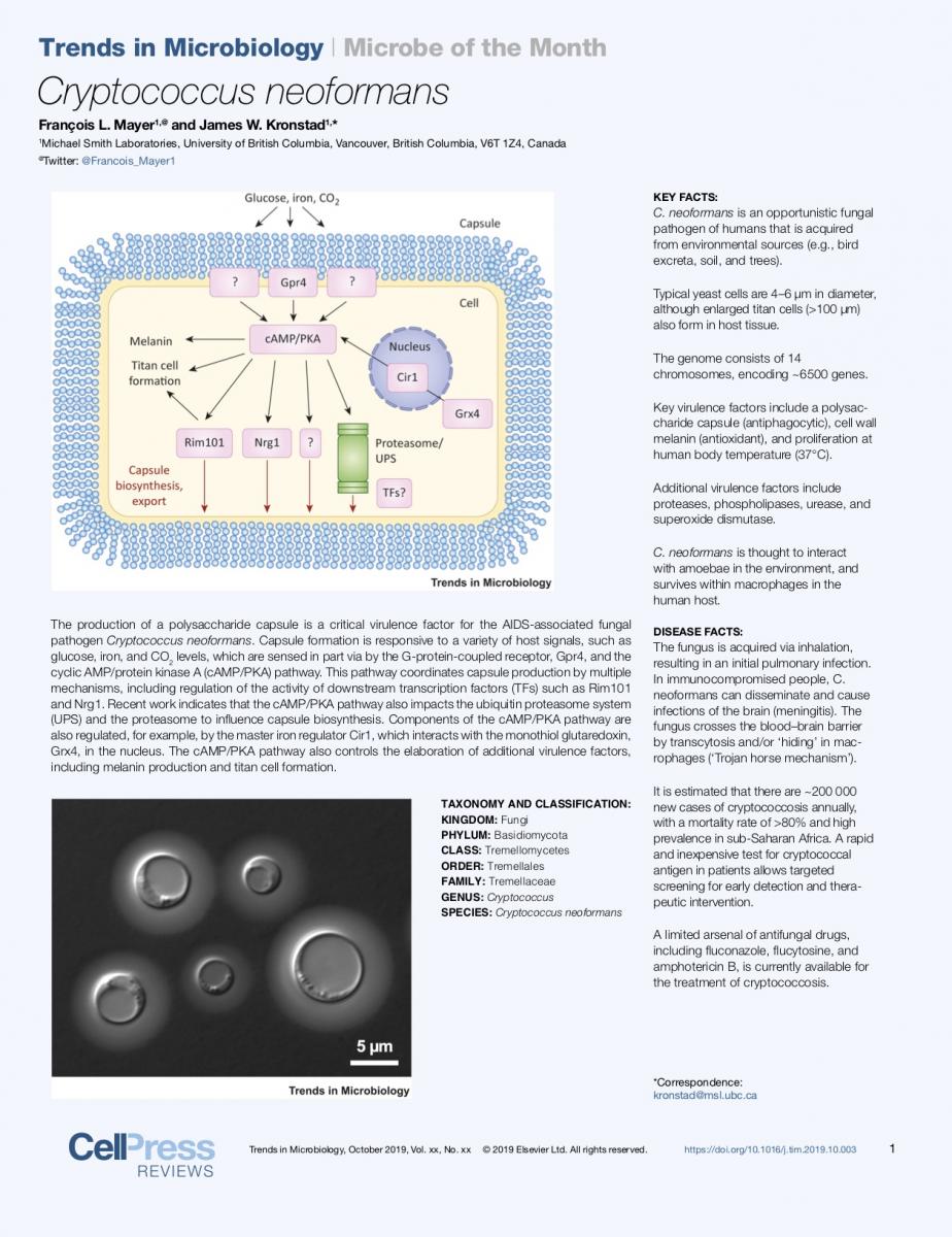 Microbe of the month - Cryptococcus neoformans
