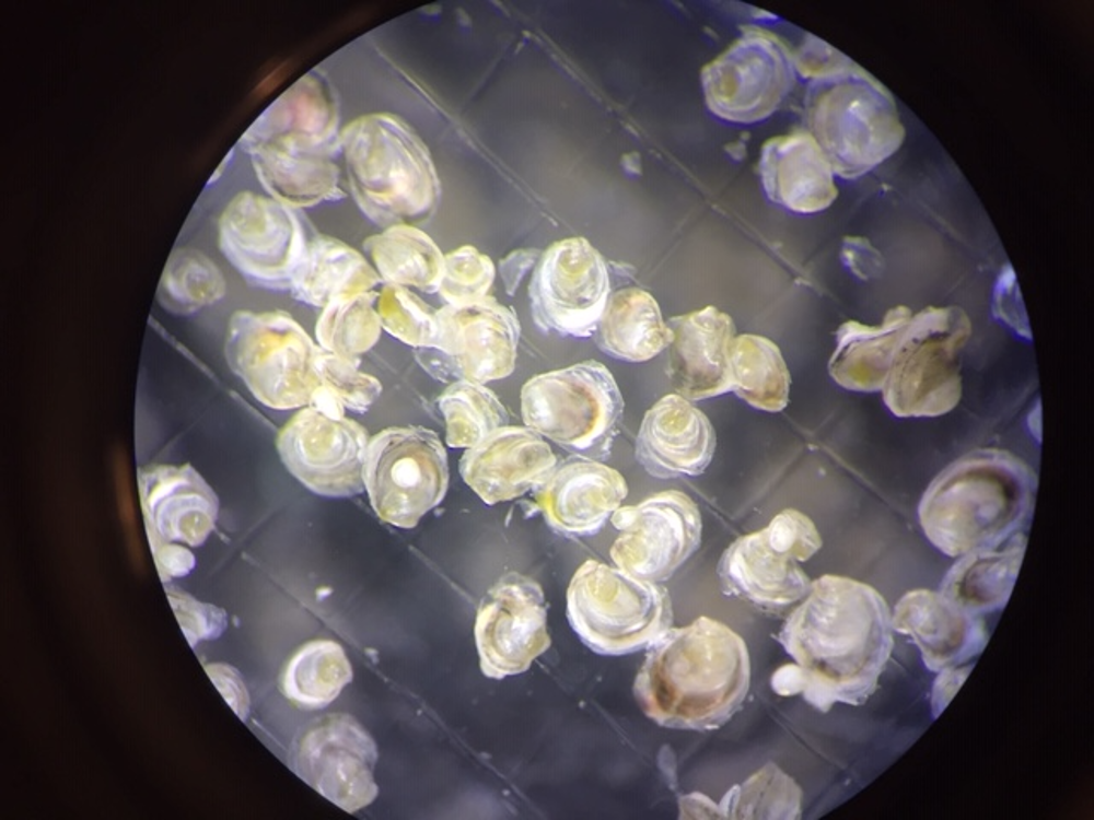 Pacific oyster spat