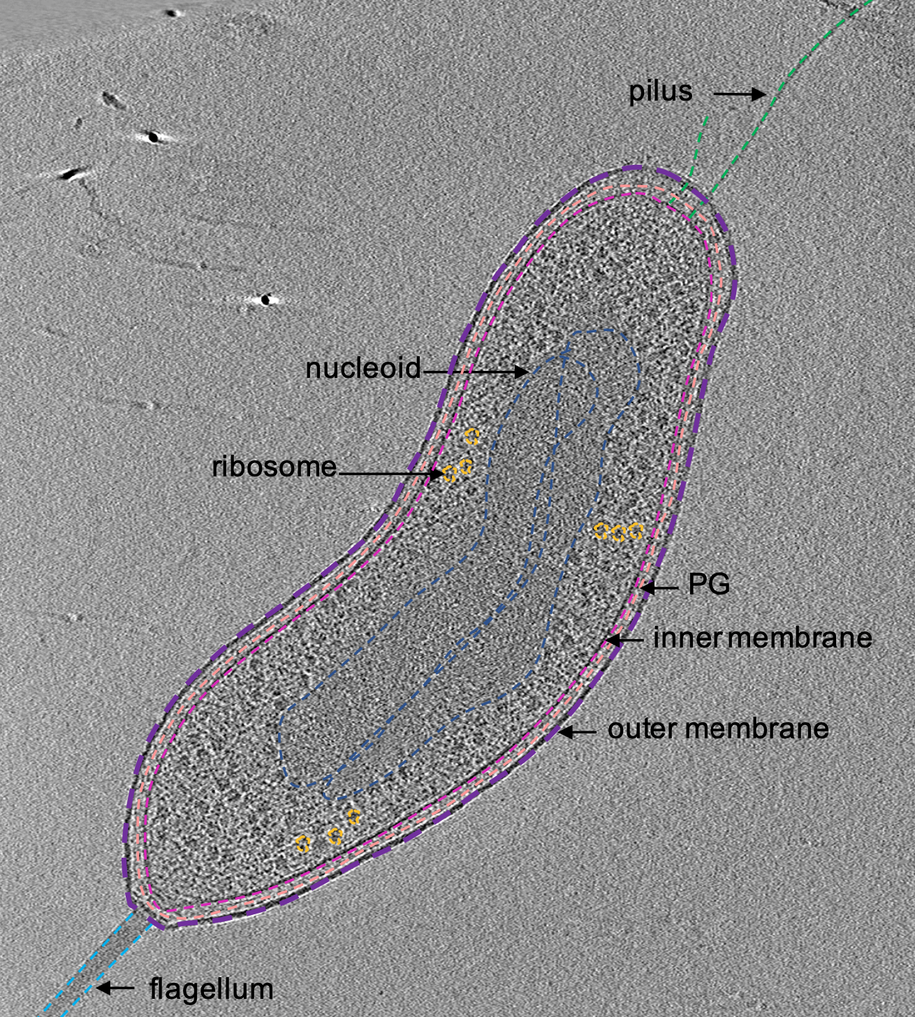 Figure of cell