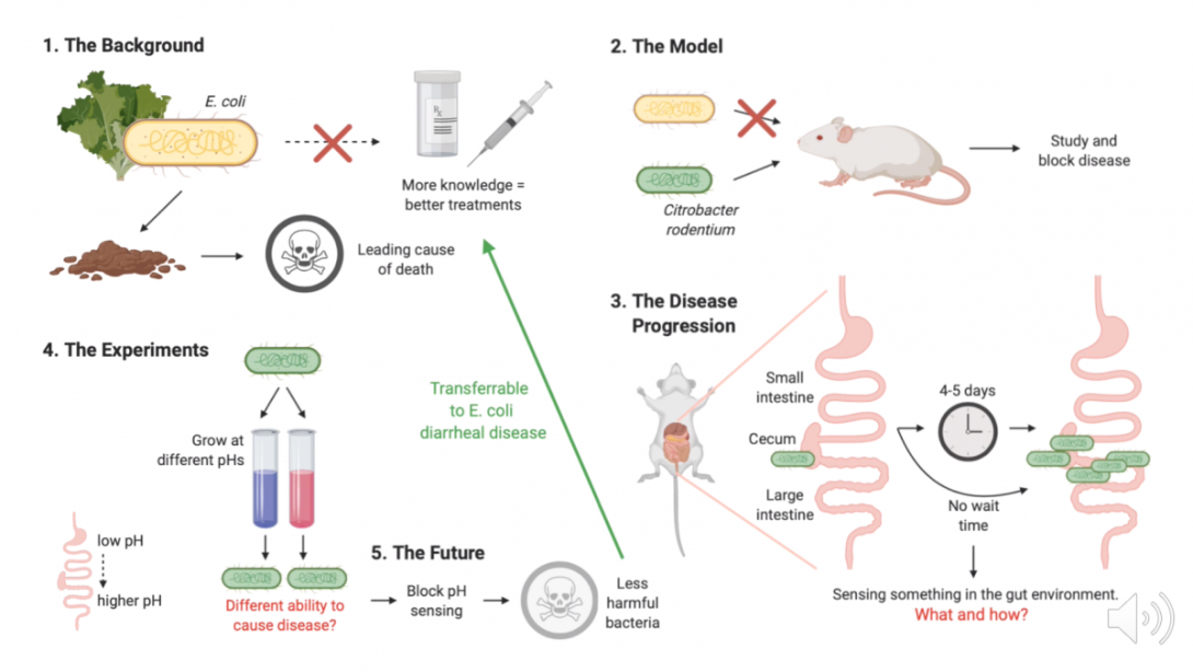 Research slide from Laurel's 3 Minute Thesis